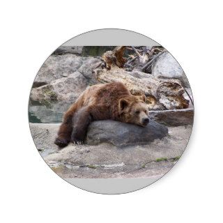 Grizzly Bear Resting On Rock Round Sticker