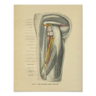 Vintage Frohse Anatomy of Arm & Shoulder Poster