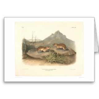 California Marmots by Audubon (0184A) Greeting Cards