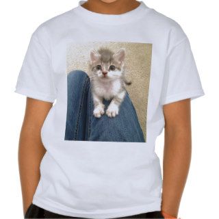 Kitten Tee Shirts