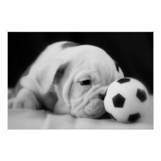 "Soccer Ball Nose" English Bulldog Puppy Print