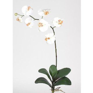 Nearly Natural Phalaenopsis Silk Orchid Flowers (6 Stems)   Cream   Artificial Mixed Flower Arrangements