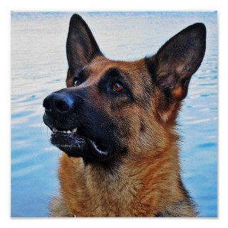 German Shepherd Dog poster