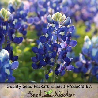 150 Seeds, Texas Bluebonnet (Lupinus texenis) Seeds By Seed Needs  Flowering Plants  Patio, Lawn & Garden