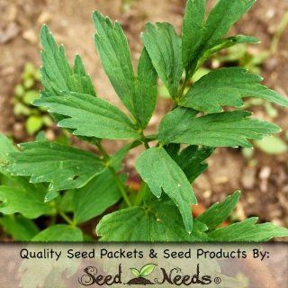 500 Seeds, Lovage Herb (Levisticum officinale) Seeds by Seed Needs  Herb Plants  Patio, Lawn & Garden