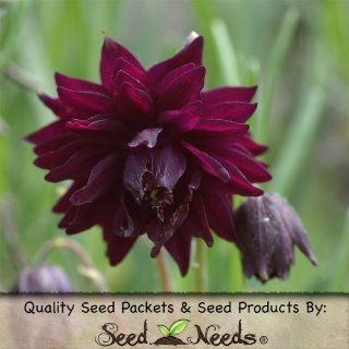 40 Seeds, Columbine "Black Barlow" (Aquilegia vulgaris) Seeds by Seed Needs  Columbine Plants  Patio, Lawn & Garden