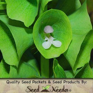 130 Seeds, Bells of Ireland (Molucella laevis) Seeds by Seed Needs  Flowering Plants  Patio, Lawn & Garden
