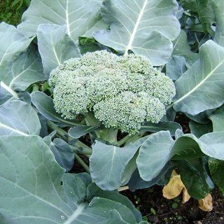 200 Seeds, Broccoli "Calabrese" (Brassica oleracea) Seeds By Seed Needs  Vegetable Plants  Patio, Lawn & Garden