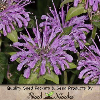 200 Seeds, Wild Bee Balm (Monarda fistulosa) Seeds By Seed Needs  Monarda Plants  Patio, Lawn & Garden