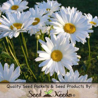 1, 000 Flower Seeds, Daisy "Ox Eye" (Chrysanthemum leucanthemum) Seeds By Seed Needs  Flowering Plants  Patio, Lawn & Garden