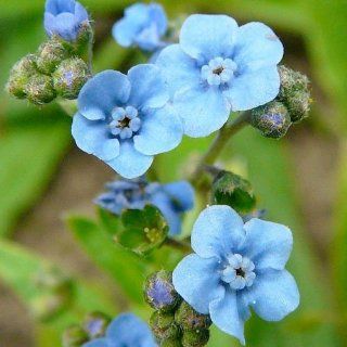 200 Seeds, Forget Me Not "Chinese Blue" (Cynoglossum amabile) Seeds By Seed Needs  Flowering Plants  Patio, Lawn & Garden