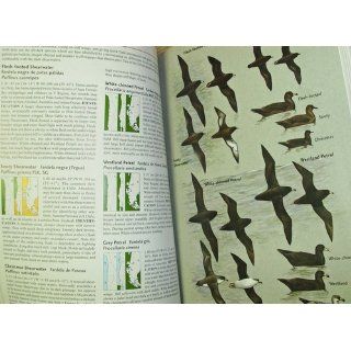Birds of Chile (Princeton Field Guide) Alvaro Jaramillo, Peter Burke, David Beadle 9780691117409 Books