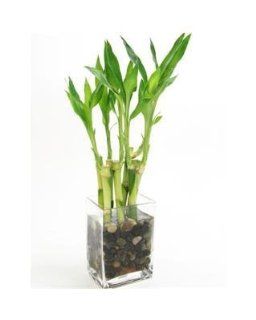 River Rock Lucky Bamboo Potted Plant  Patio, Lawn & Garden