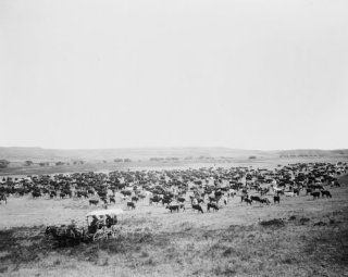 1905 photo Large herd of cattle on a western range, probably in Colorado or U c3   Photographs