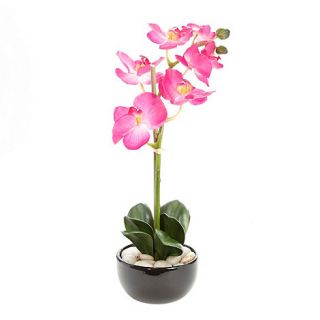 Grey Rose by Jane Packer Pink orchid in vase arrangement