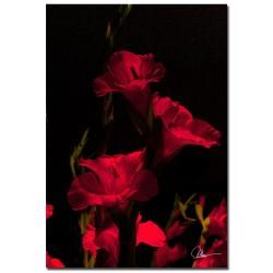 Martha Guerra 'Gladiolus IX' Canvas Art Trademark Fine Art Canvas