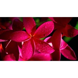 Hawaiian Red Plumeria Cuttings (2 Pack)