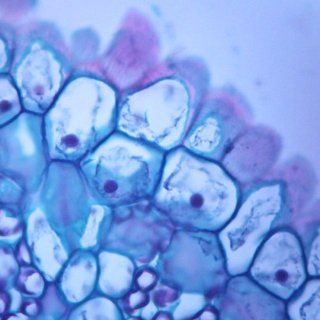 Typical Animal and Plant Cells, sec., Individual Microscope Slide