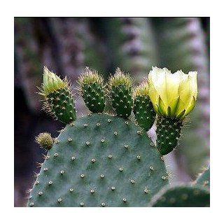 Prickly Pear Cactus   Opuntia   Great Houseplant   Easy  Succulent Plants  Patio, Lawn & Garden