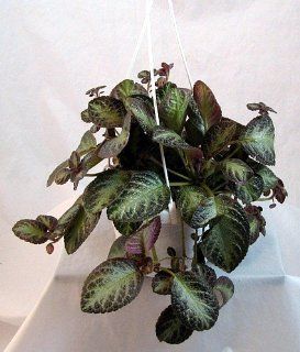Flame Violet   Episcia   6" Hanging Basket   Easy to Grow  Plants  Patio, Lawn & Garden