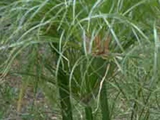 Papyrus   Cyperus papyrus   Samen Garten