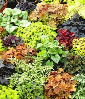 Winterharter Bodendecker Blattschmuck Raritten Mix, 5 Pflanzen Athyrium, Heuchera, Brunnera Garten