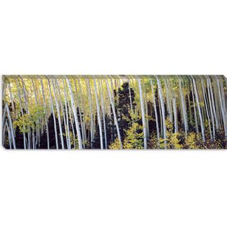 iCanvasArt Aspen Trees in a Forest, Aspen, Pitkin County, Colorado