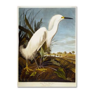 John James Audubon Snowy Heron Canvas Art   Shopping   Top