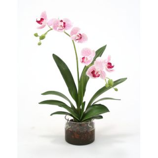 Distinctive Designs Waterlook Silk Phaleanopsis Orchids in Cylinder