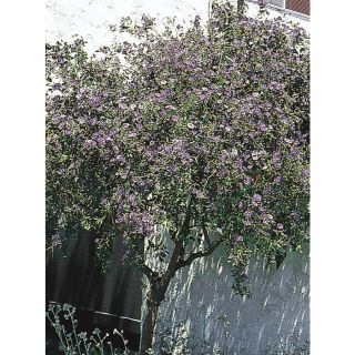 3.43 Gallon Purple Blue Potato Bush Flowering Shrub (L7532)