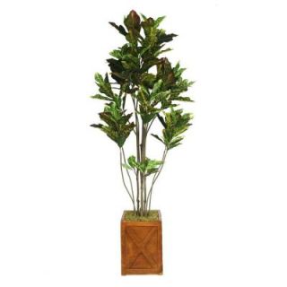 Laura Ashley 81 in. Tall Croton Tree with Multiple Trunks in 13 in. Fiberstone Planter VHX110207