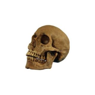 Morris Costumes Skull Resin Cranium MRTA 495