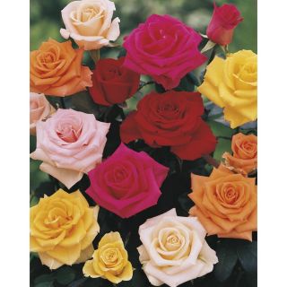 3.43 Gallon Bud and Bloom Rose (L10150)