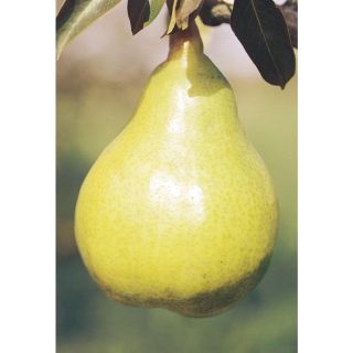 5.98 Gallon Bartlett Pear Tree (L1386)
