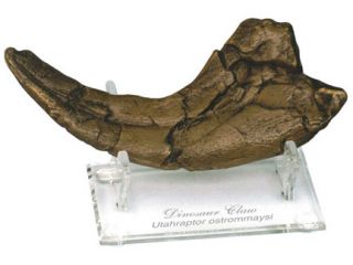 Skullduggery 235 Utahraptor Claw