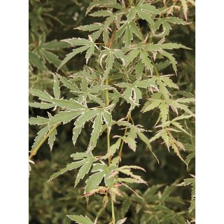 5.98 Gallon Butterfly Japanese Maple (L7725)
