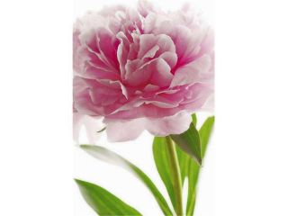 Ideal DTcor Murals 651 Pink Peony Mini Wall Mural