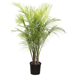 1.94 Gallon Majesty Palm (LTL0062)