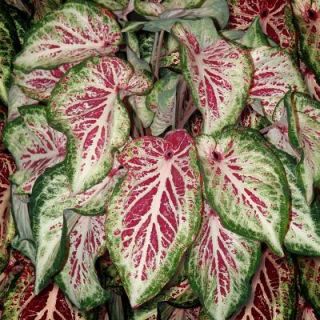 Bloomsz Select Series Caladiums Peppermint USPP# 22,214 (7 Pack) 07022