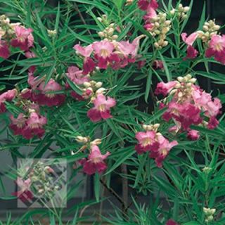 Desert Willow CHILI00BR0024FT