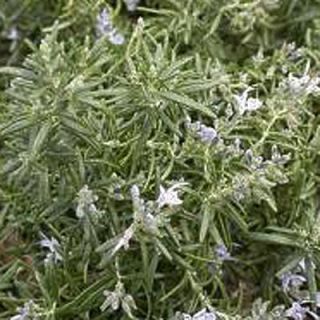 OnlinePlantCenter 3.5 in. Huntington Carpet Rosemary Culinary Herb Plant H3510CL