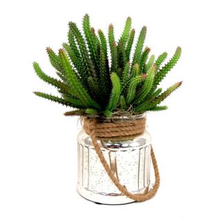 Euphorbia Cactus Mercury Glass Pail Planter by Creative Displays, Inc.