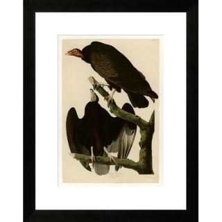 Gallery Direct Turkey Buzzard by John James Audubon Framed Paper Print