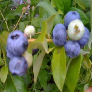 OnlinePlantCenter 1 gal. Blue Crop Highbush Blueberry Plant V3661CL