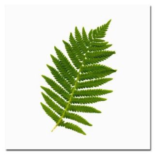 Trademark Fine Art 24 in. x 24 in. Simple Fern Canvas Art KM0147 C2424GG