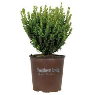 Southern Living Plant Collection 2 Gal. Boxwood Baby Gem 06092