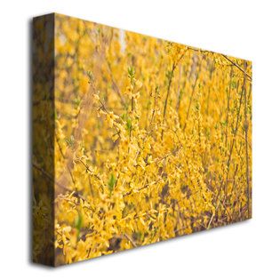 Trademark Fine Art   Ariane Moshayedi Yellow Buds Canvas Art