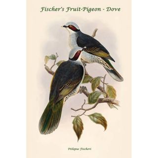 Ptilopus Fischeri Fischers Fruit Pigeon Dove by John Gould Graphic