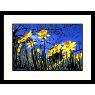 Great American Picture Florals Alexandria Daffodils Framed Photographic Print