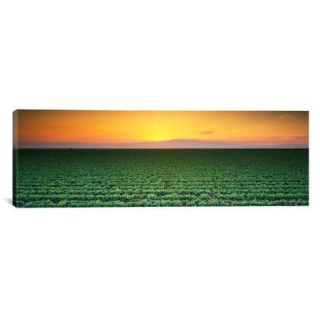 iCanvas Panoramic Lettuce Field at Sunset Fresno, San Joaquin Valley, California Photographic Print on Canvas